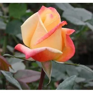 Роза "Альмера голд"(Almera gold)